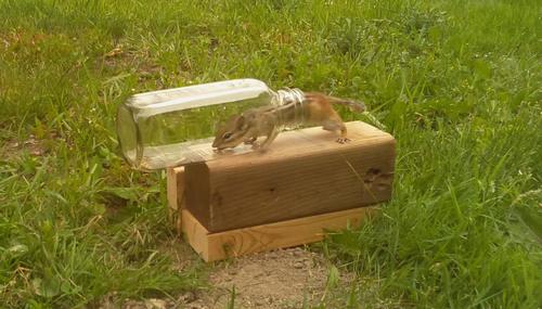 Chipmunk in a bottle experiments