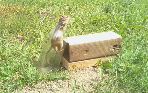 Chipmunk in a bottle experiments