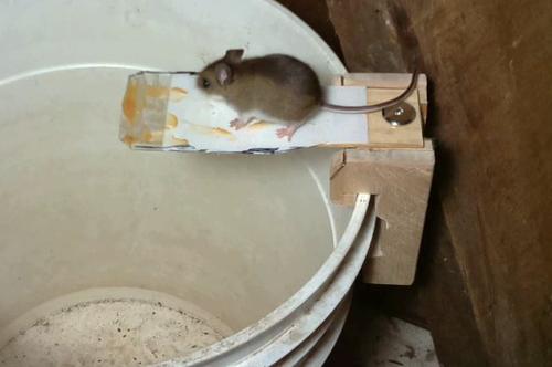 One Of The World's Greatest Mouse Traps Ever Invented. Original Walk-The-Plank.  Mousetrap Monday. 