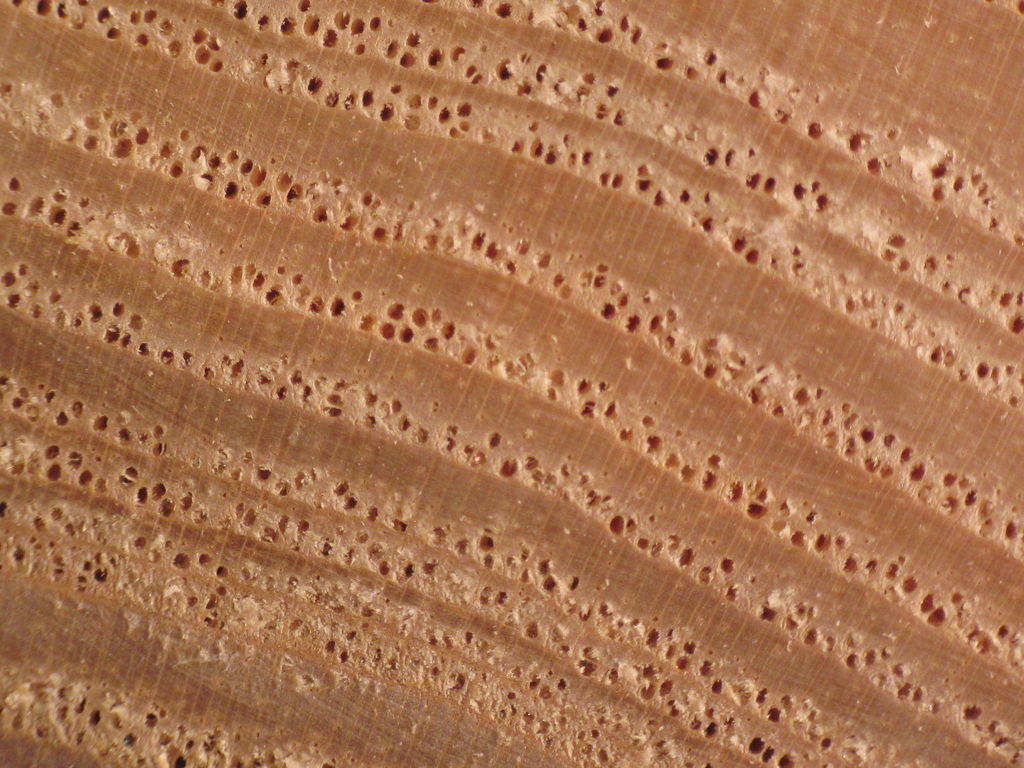 3. Wood ring-porous 4. Wood semi-ring-porous 5. Wood diffuse-porous  Definitions: fig. 5, e.g., Quercus robur (Fagaceae), Fraxinu